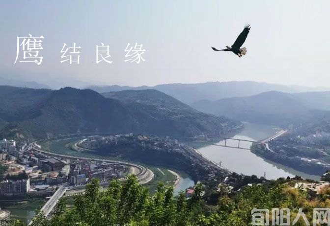鹰缔良缘    文/鲁延河