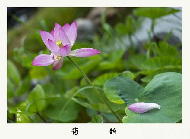 赏：《荷竹梅》        文／棕杰