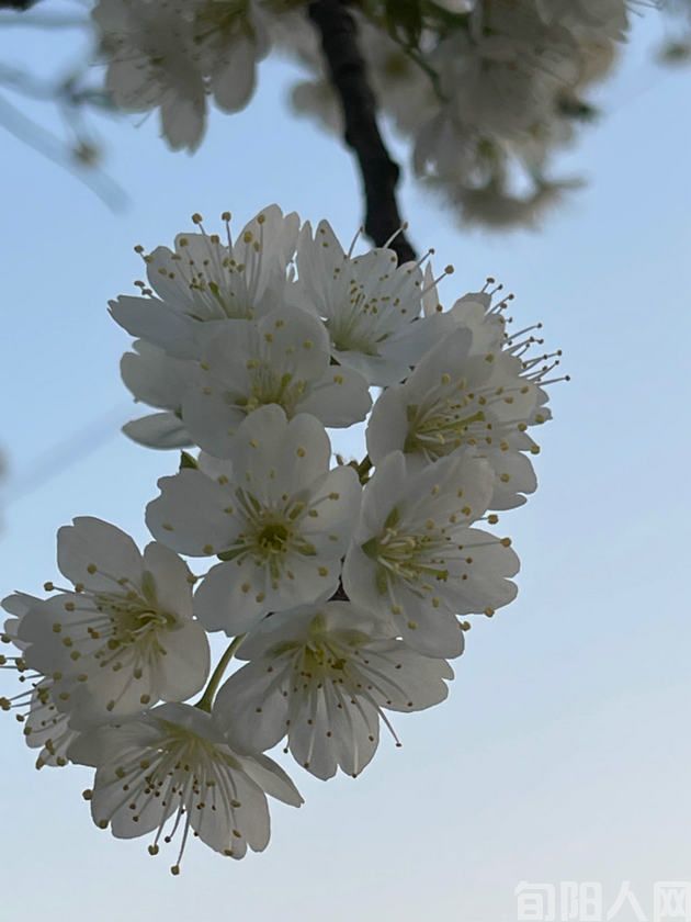 樱桃花.jpg