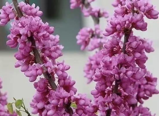 紫花.jpg