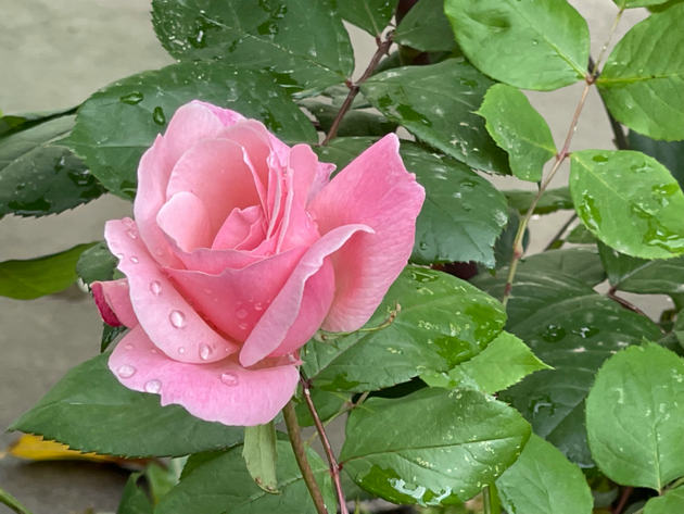花.jpg