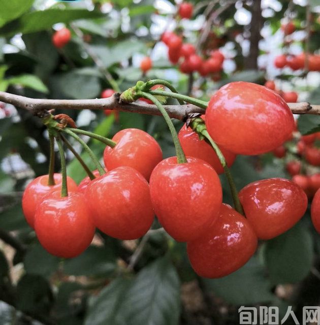 樱桃.jpg