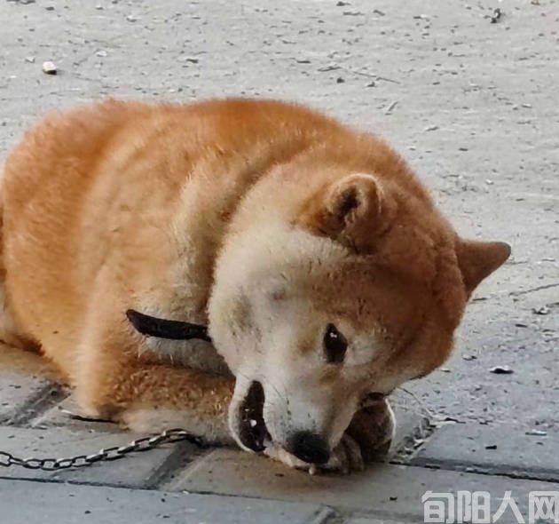狗.jpg