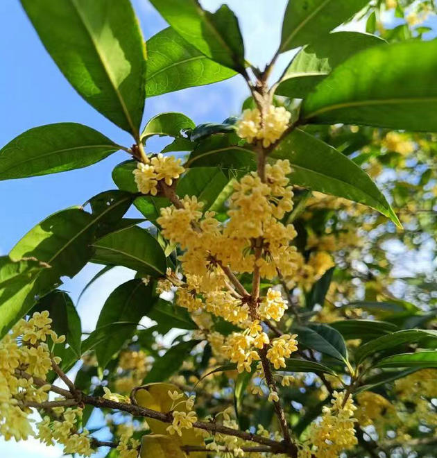 桂花树.jpg