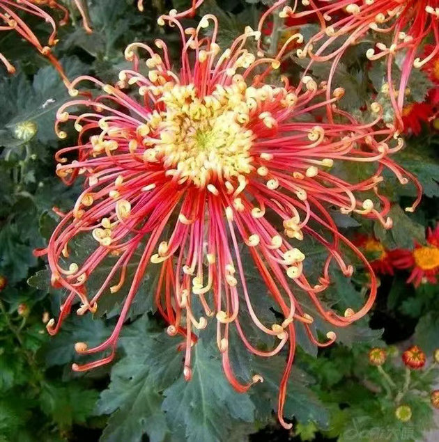 菊花.jpg