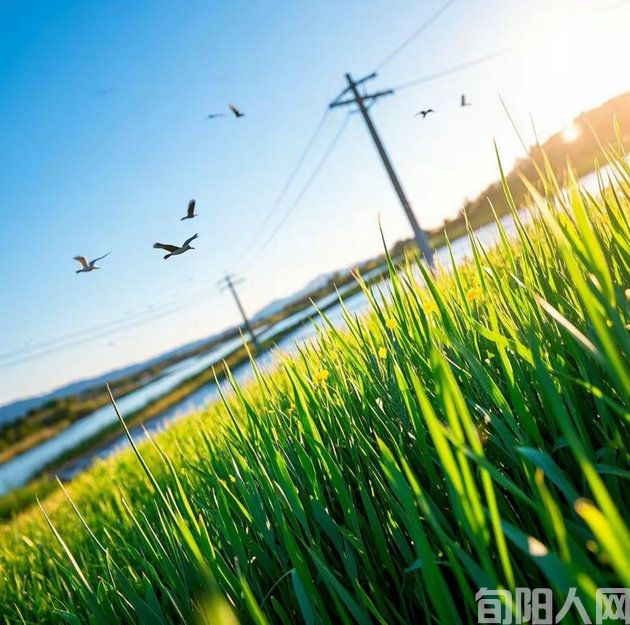 走进麦田       文/杨恒艳