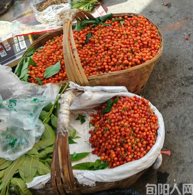 陈羽：又是一年樱桃红